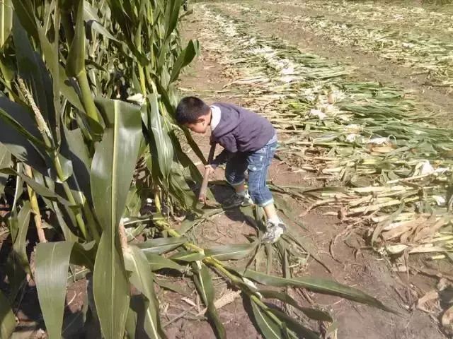 捡花生最新视频，传统农活的数字化呈现