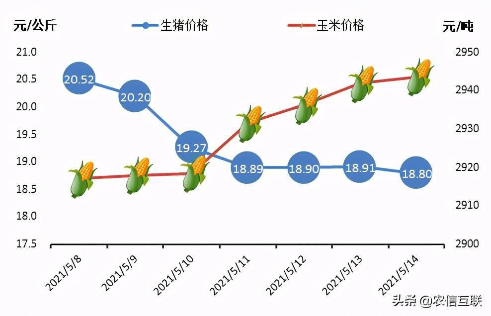 今年最新猪价，市场波动背后的原因与影响分析