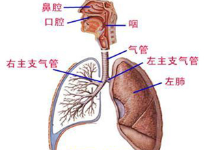 最新叩肺顺序，解锁呼吸新奥秘